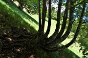 Al Pizzo Grande e al Monte Molinasco da Alino di S. Pellegrino il 25 maggio 2020-FOTOGALLERY